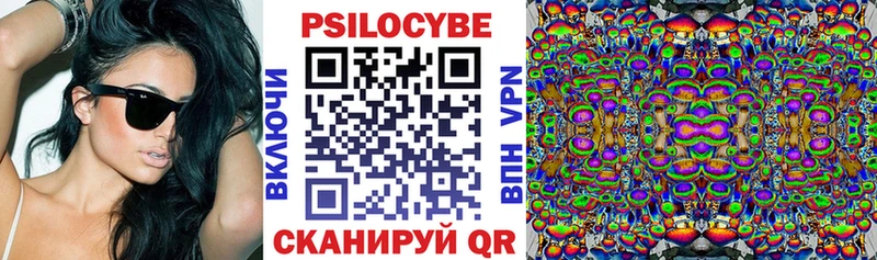 где можно купить наркотик  Александровское  Галлюциногенные грибы Cubensis 